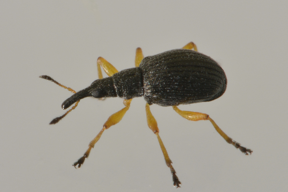 Apionidae:  Protapion fulvipes?    S !